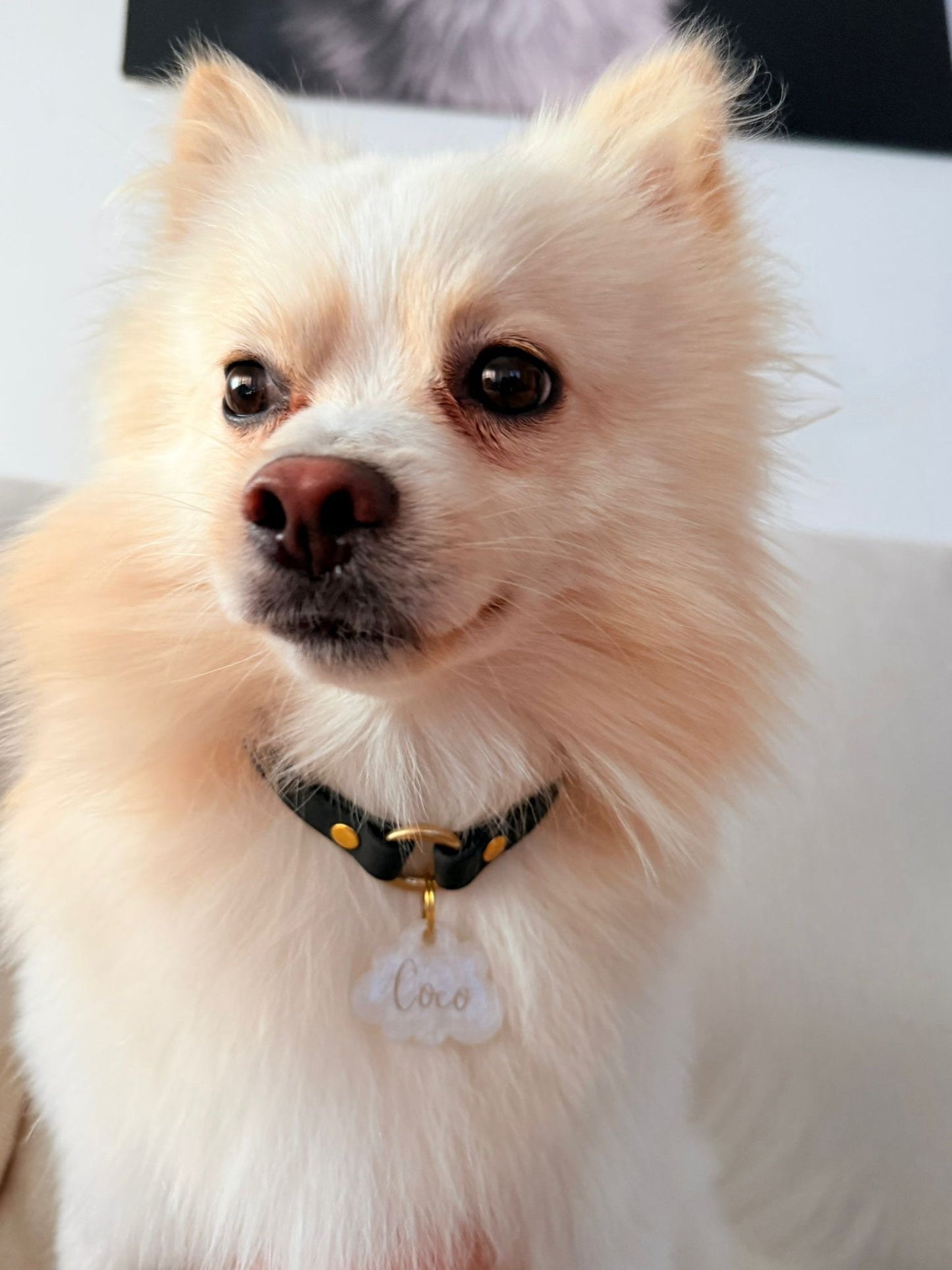COLLAR ID ESTELARÉ